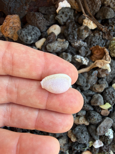 Cypraea helvola observed 2025-11-28