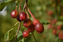 Malus purpurea