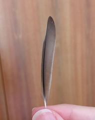 Sylvia atricapilla
