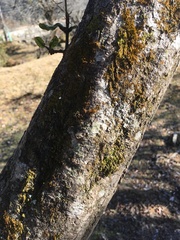 Quercus