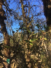 Quercus