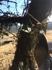 Quercus
