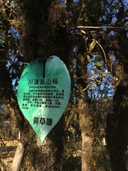 Quercus