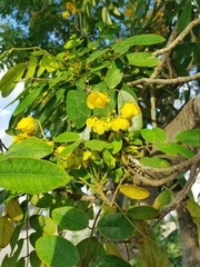 Senna racemosa