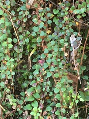 Angiospermae