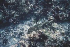 Eucidaris galapagensis