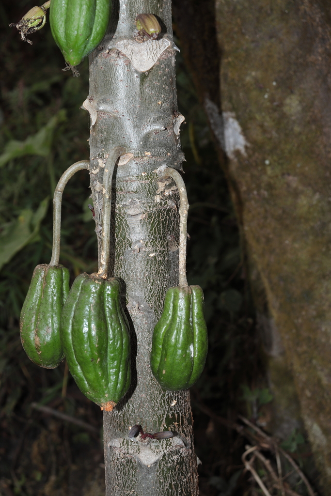 Vasconcellea stipulata; photograph Paúl Gonzáles, CC BY, iNaturalist via GBIF