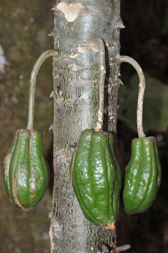 Vasconcellea stipulata, photograph 1