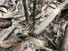 Stauntonia hexaphylla