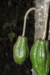 Vasconcellea stipulata, photograph Paúl Gonzáles, CC BY, iNaturalist via GBIF
