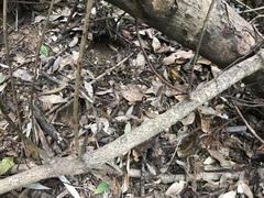 Stauntonia hexaphylla