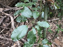 Stauntonia hexaphylla