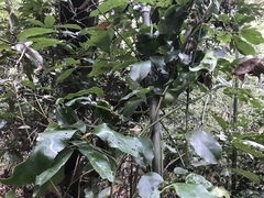 Stauntonia hexaphylla