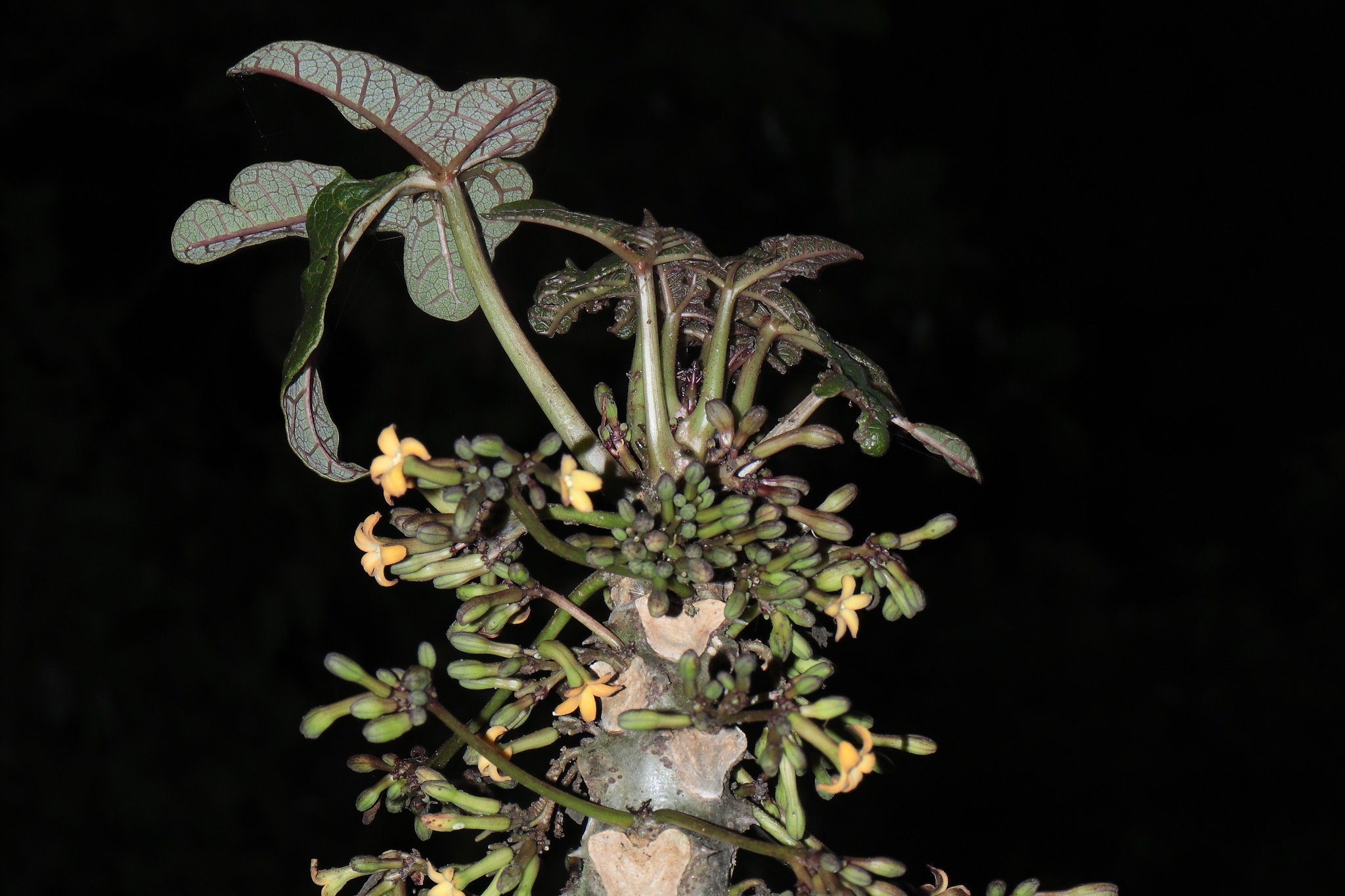 Vasconcellea stipulata
