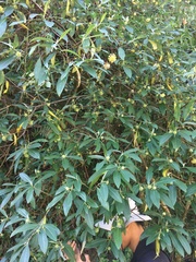 Edgeworthia gardneri