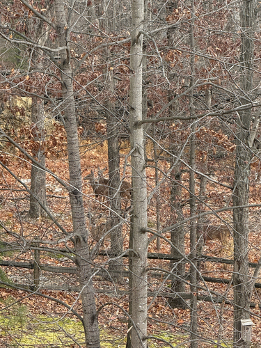 White-tailed Deer
