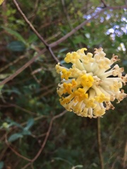 Edgeworthia gardneri