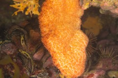 Polyzoa opuntia