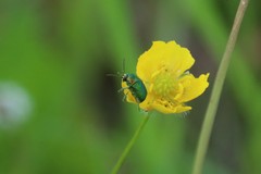 Cryptocephalus sericeus