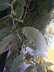 Asteraceae