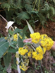 Asteraceae