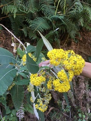 Asteraceae