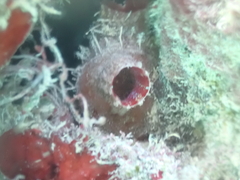 Ascidian photo 2