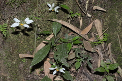 None (Nasa humboldtiana)