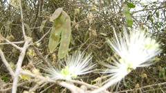 Albizia anthelmintica