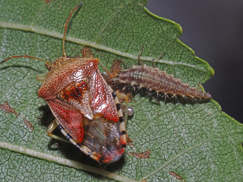 Parent Bug
