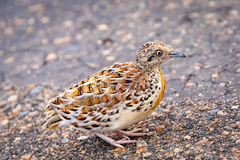 Common Buttonquail photo 4