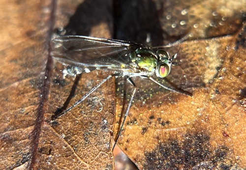 Unknown species found near Morris Bridge Rd, Thonotosassa, FL, US