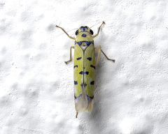 Anatkina annandalei