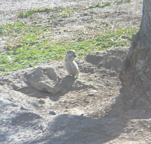 Spotted Ground Squirrel observed by eosimias