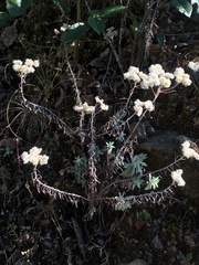 Gnaphalieae