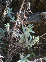 Gnaphalieae