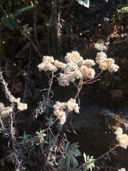Gnaphalieae