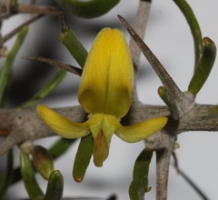 Aspalathus spinosa flavispina