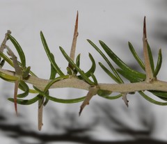 Aspalathus spinosa flavispina