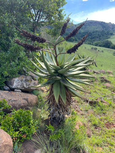 Aloe marlothii