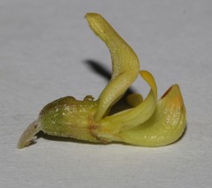 Aspalathus spinosa flavispina