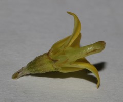 Aspalathus spinosa flavispina