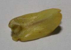 Aspalathus spinosa flavispina