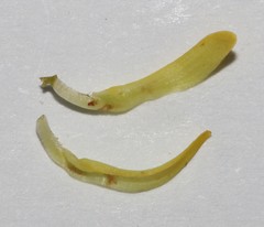 Aspalathus spinosa flavispina