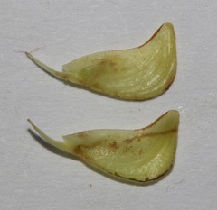 Aspalathus spinosa flavispina