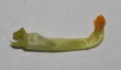 Aspalathus spinosa flavispina