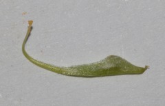 Aspalathus spinosa flavispina