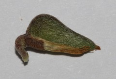 Aspalathus spinosa flavispina