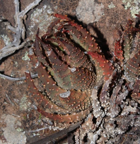 Tulista pumila