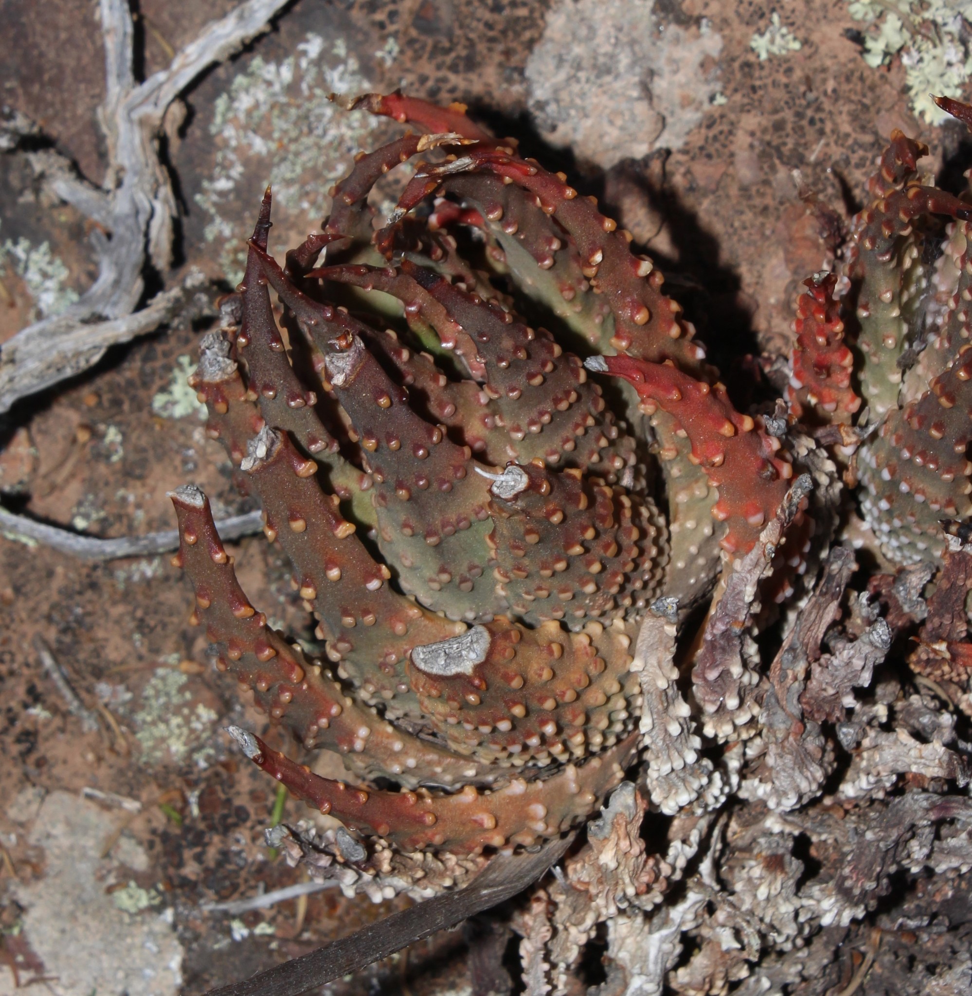 Tulista pumila 'Variegata' 3
